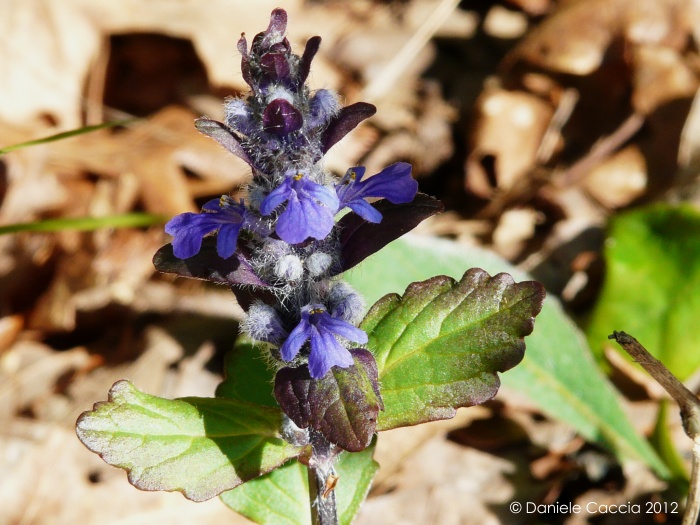 Ajuga reptans
